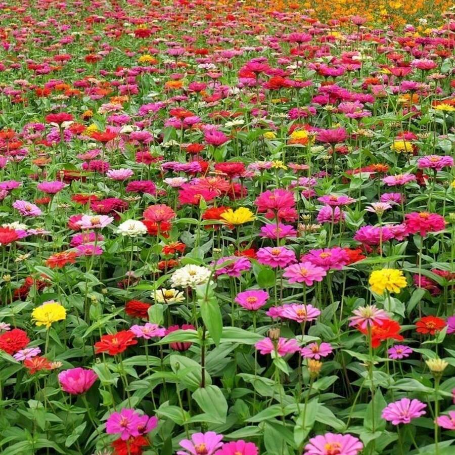 Mixed Color Zinnia Pieces - Multiple Colors - View 1