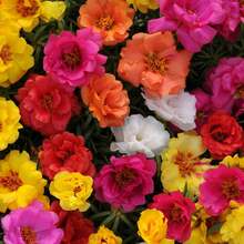 Flower Seeds - View 3