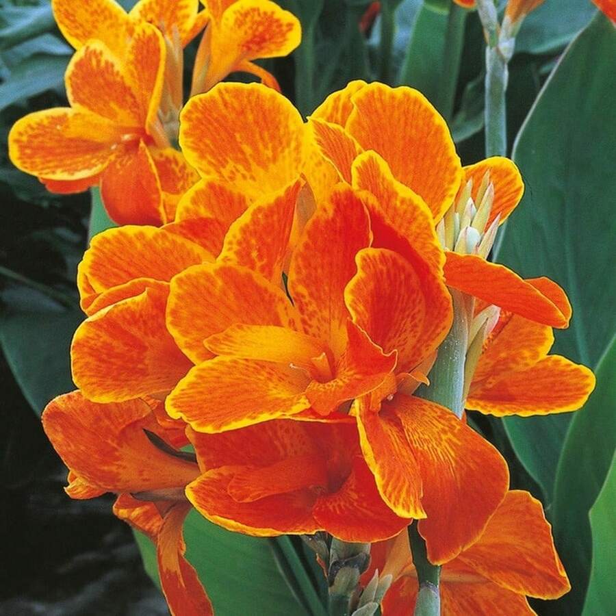 Flower Seeds - View 1