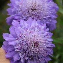 Flower Seeds - View 9