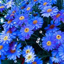 Flower Seeds - View 2