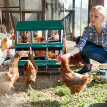 Techigher Heavy Duty Chicken Nesting Box, Automatic Roll-Away Egg Collection System, Galvanized Steel Hen Laying Box - Green, 6 Holes With Legs - View 2