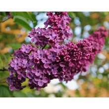 Aromathérapie en pot pour la cuisine en automne et en hiver, 38 graines violettes, adaptées à la plantation. - Voir 2
