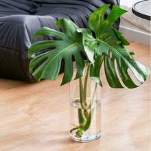Bình hoa trong suốt chống nhỏ giọt, Chậu hoa tươi, Chăm sóc và vận chuyển nước, Chậu trồng thủy canh bằng tre, Chậu trồng thủy canh chống nhỏ giọt bằng nhựa acrylic - Nhiều màu - Xem 5