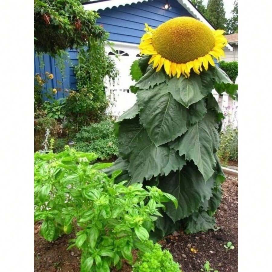 Flower Seeds - View 1