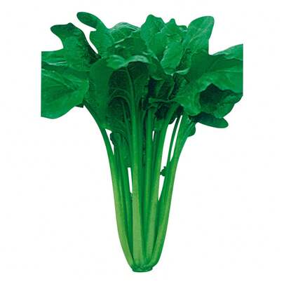 Flower Seeds