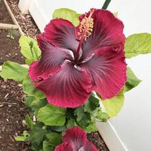 Flower Seeds - View 3