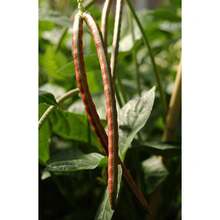 Plant Seeds - View 1