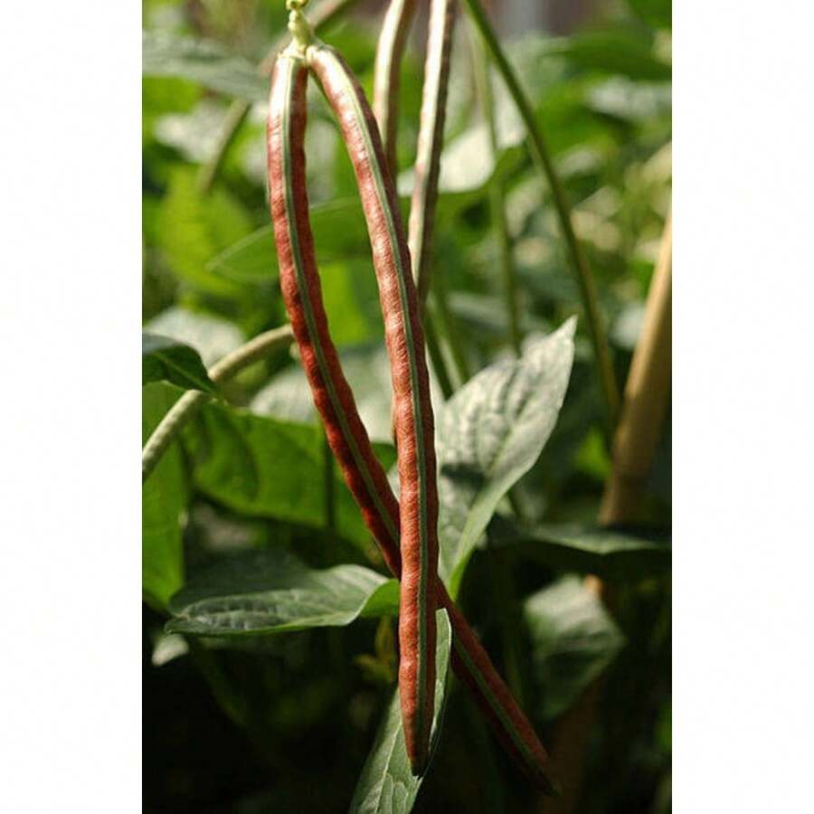 Plant Seeds - View 1