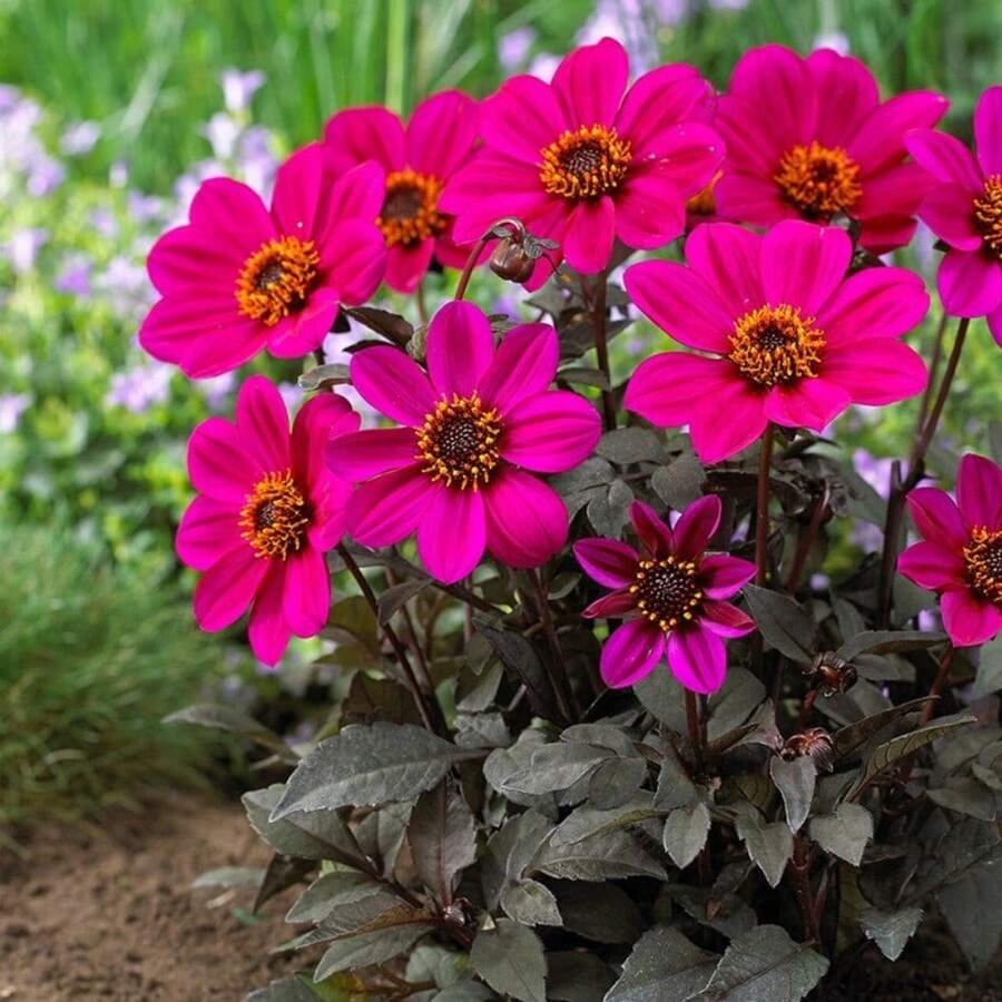 Semi di fiori - Visualizzare 1