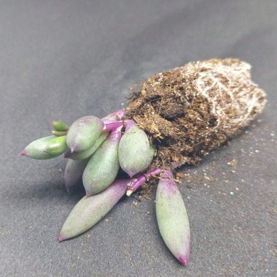 Flower Seeds - View 1
