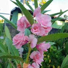 Graines d'Impatiens Henna, 100 unités - Fleur vivace, à croissance rapide, vivace, pour pots de balcon, plantation intérieure et extérieure - Voir 3
