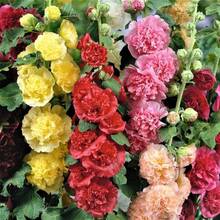 Flower Seeds - View 4