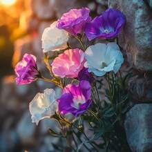 Flower Seeds - View 2