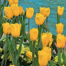 120 graines de tulipes mélangées pour la plantation de tulipes florales vivaces dans plusieurs régions - Voir 3
