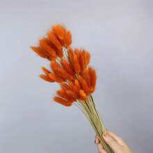 Naranja Coral