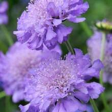Flower Seeds - View 7