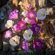 Flower Seeds - View 5