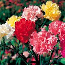 CARNATION DWARF FRAGRANCE Mix1000 graines de fleurs pour jardin de style campagnard, facile à cultiver - Voir 1
