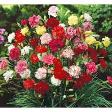 CARNATION DWARF FRAGRANCE Mix1000 graines de fleurs pour jardin de style campagnard, facile à cultiver - Voir 5