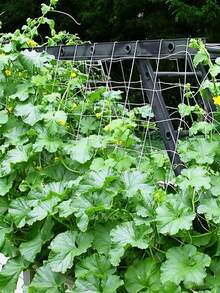 1pc Plant Climbing Net, Climbing Plant Support Net, Made Of Durable Polyester Material, Suitable For Gardening, Applicable To Cucumber, Tomato, Fruit, Vegetable, Grape, Beans And Other Vine Plants, Helps Plants Grow Healthily. - Multicolor - View 2