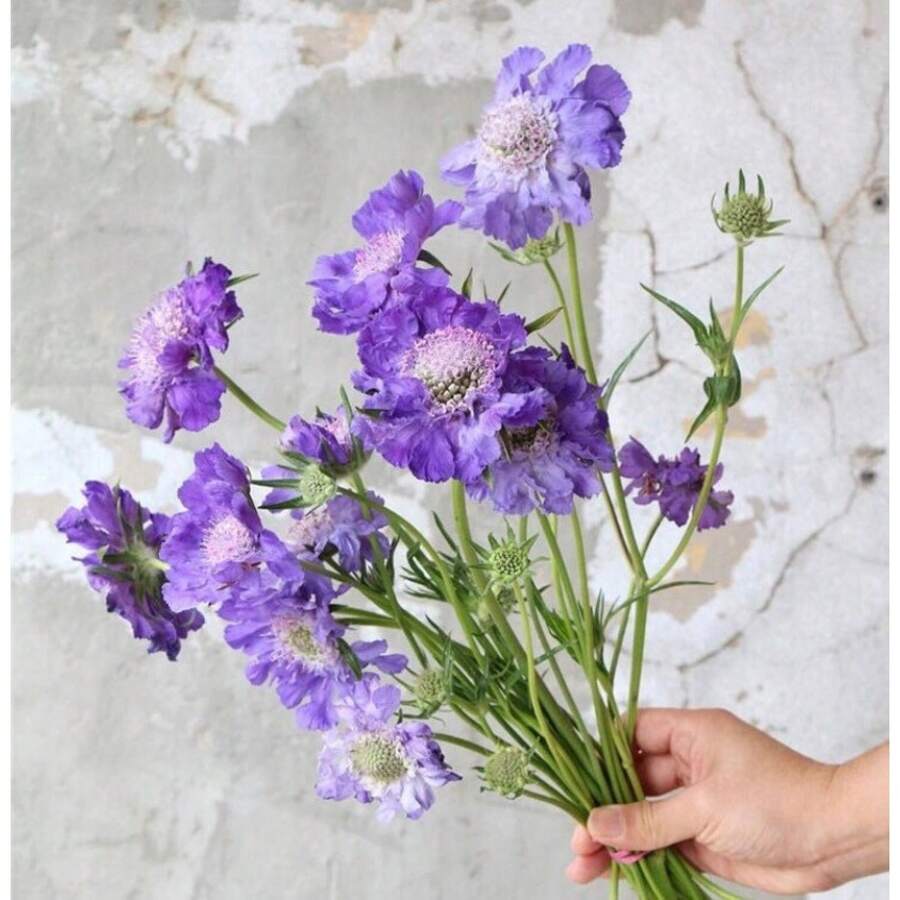 Flower Seeds - View 1