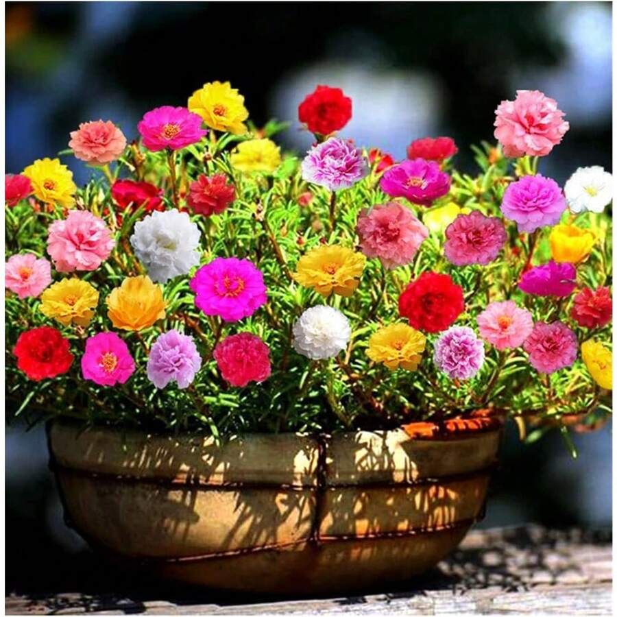 Semi di fiori - Visualizzare 1