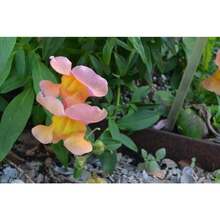 Graines de CANDY CORN SNAPDRAGON Livraison Gratuite, Graines d'Anic Antirrhinum majus, Graines de Fleurs Roses pour Intérieur et Extérieur en Gros, Snapdragon - Voir 3