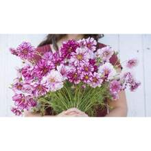 Semillas de plantas - Ver 2