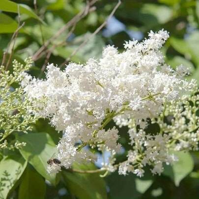 Flower Seeds
