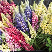 Flower Seeds - View 5