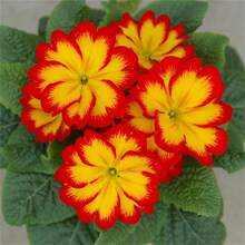 Flower Seeds - View 3