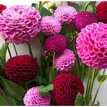 Sementes de flores - Ver 5