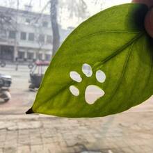 1 chiếc khuôn dập nổi hình bàn chân mèo/chó và lá cây có thể gập lại, dụng cụ cắt thủ công DIY cầm tay, in chính xác và mượt mà, tạo hình một lần họa tiết rỗng hình bàn chân thú cưng dễ thương, thích hợp cho lá cây, giấy, vật liệu mỏng, cấu trúc nắp gập an toàn. - nhiều màu - Xem 9