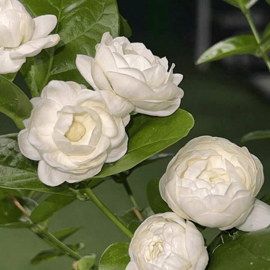 Semi di fiori - Visualizzare 1