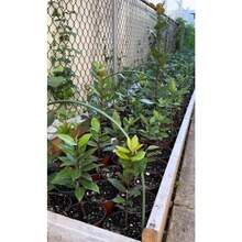 188 graines de plantes, graines de fleurs -- graines de Laurier Nervuré avec feuilles de laurier séchées, Méditerranéen, Laurier Nervuré, Plantes à feuilles persistantes d'intérieur/extérieur, Plantes à feuilles de laurier, Plantes ornementales, Plantes d'intérieur - Voir 2
