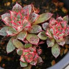 Flower Seeds - View 8