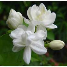 Flower Seeds - View 3