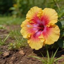 Flower Seeds - View 4