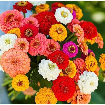 Flower Seeds