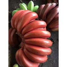 Rare Red Abyssinian Banana Plant Tree Seeds - 100+ Heirloom G Plants   Vegetable Seeds - 1pack - View 4