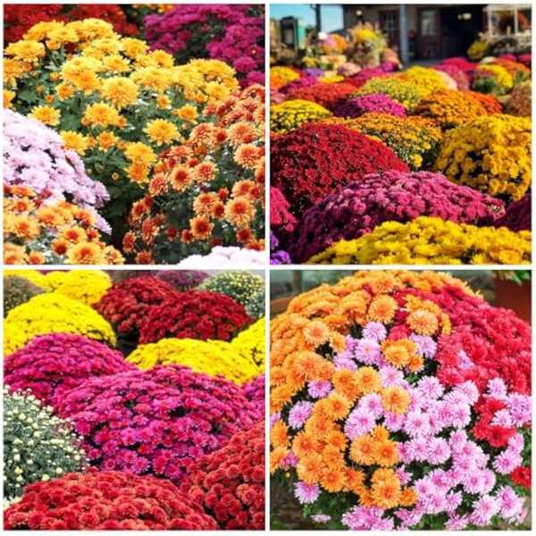 Flower Seeds
