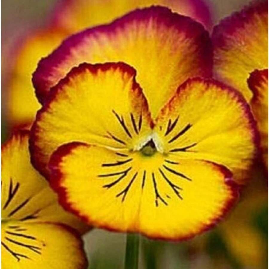 Semi di fiori - Visualizzare 1
