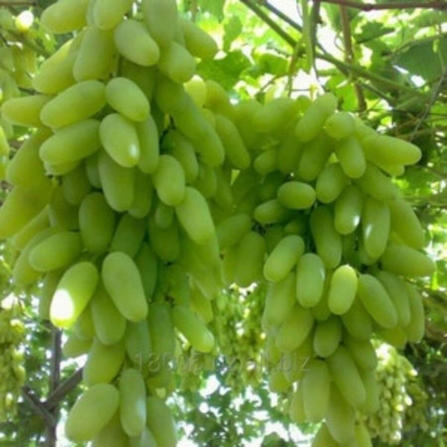 Semillas de plantas - Ver 1