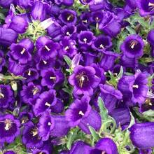 Sementes de flores - Ver 5