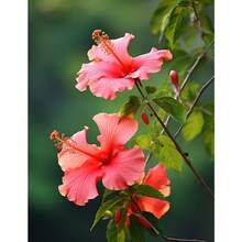Semi di fiori - Visualizzare 3