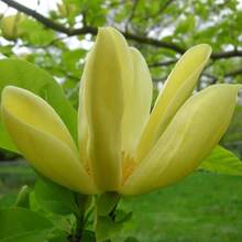 258 graines de plantes, graines de fleurs -- pièces, Graines de Magnolia à feuilles pointues jaunes, Magnolia de montagne, Tulipastra Cordata, un excellent ajout à la barrière d'intimité du jardin. - Voir 4