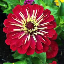 Flower Seeds - View 3