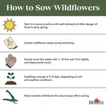 Flower Seeds - View 3