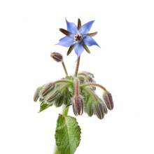 Flower Seeds - View 3